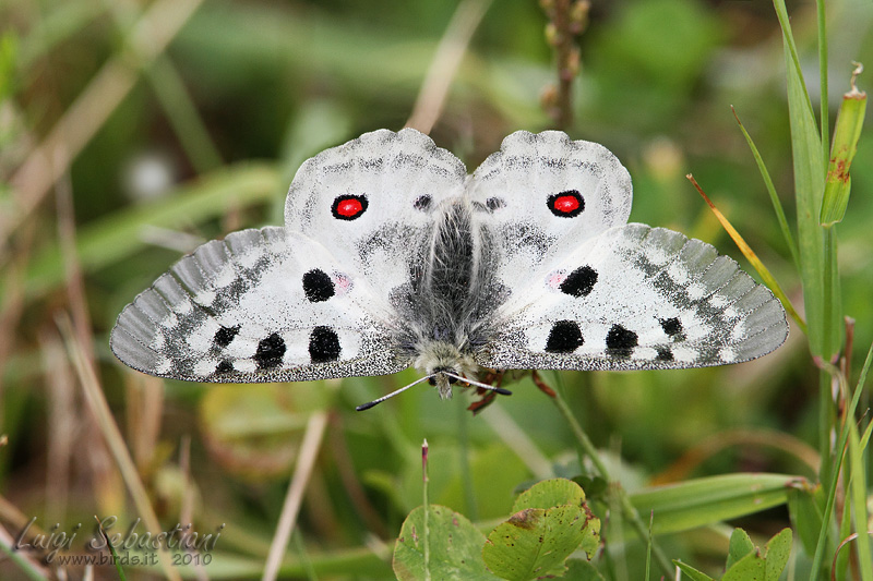 Parnassius apollo